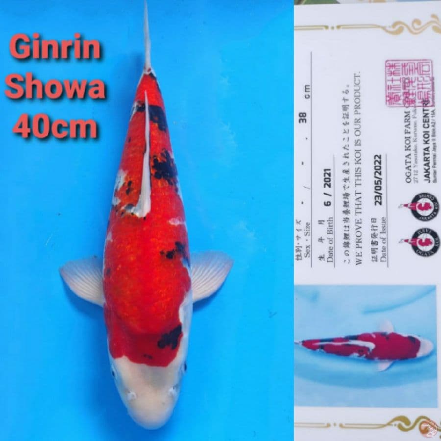 OGATA SHOWA GINRIN 40CM