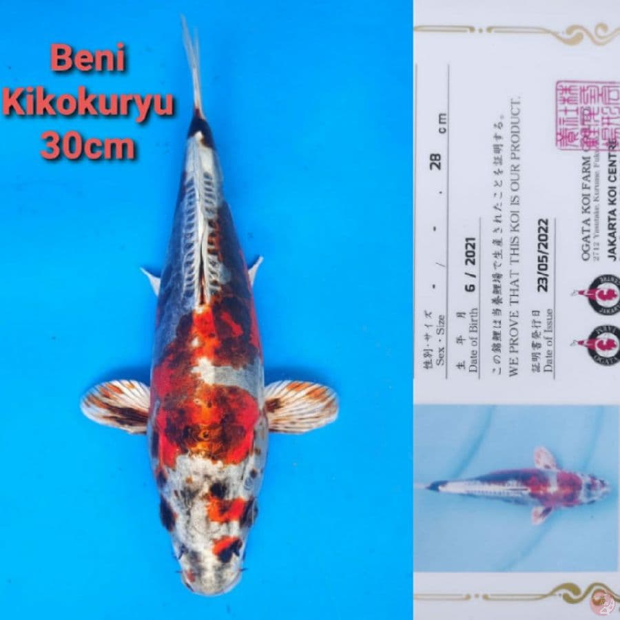 OGATA BENI KIKOKURYU 30CM