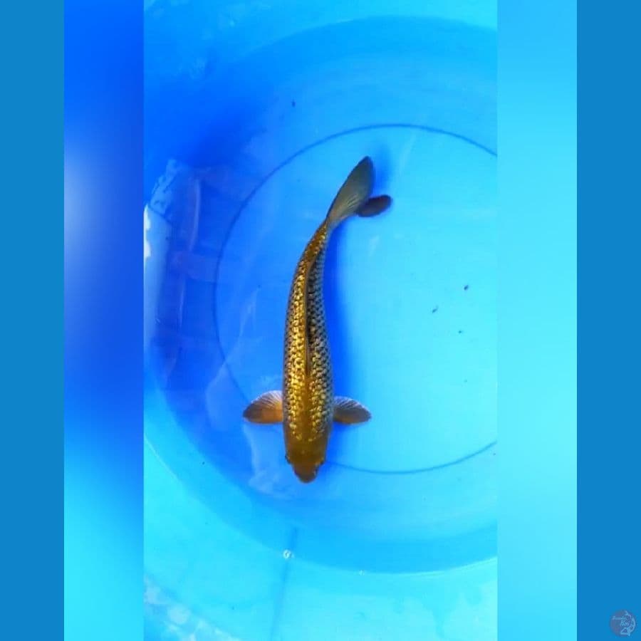 Midori ginrin 33 cm