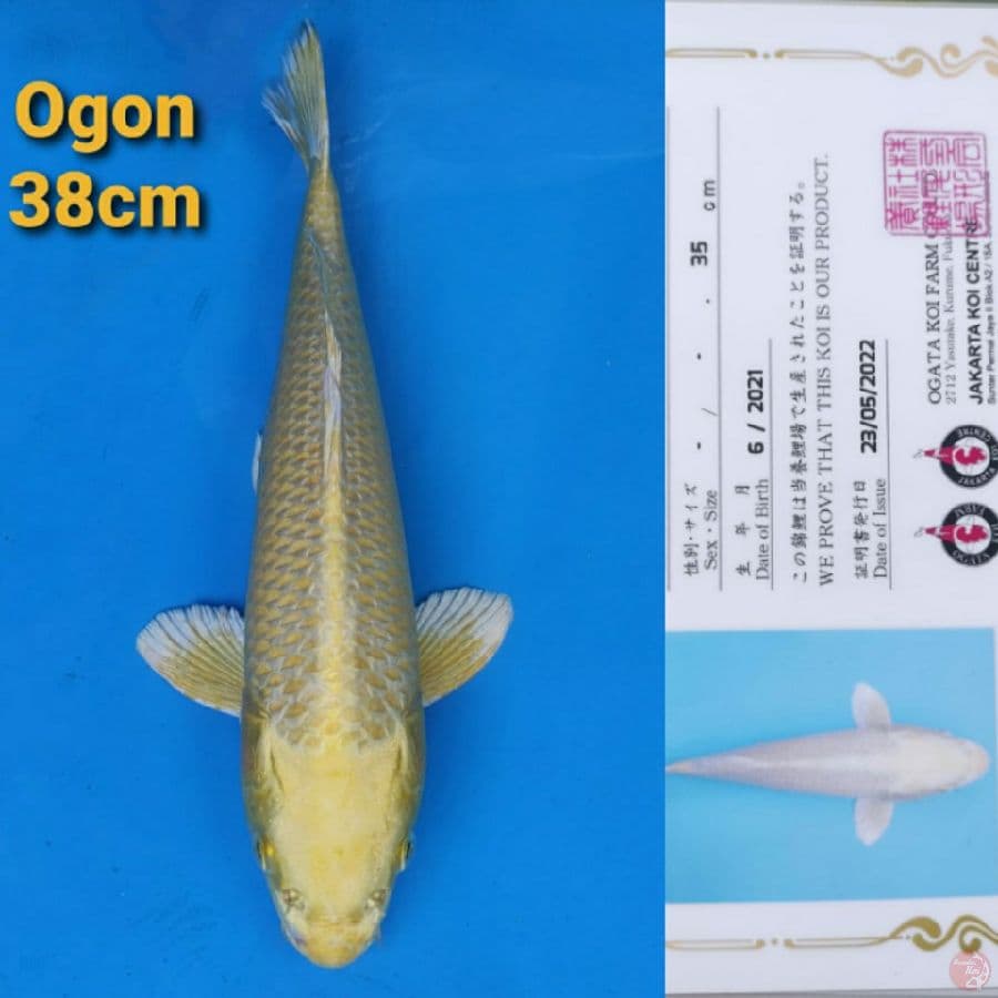OGATA YAMABUKI OGON 38CM