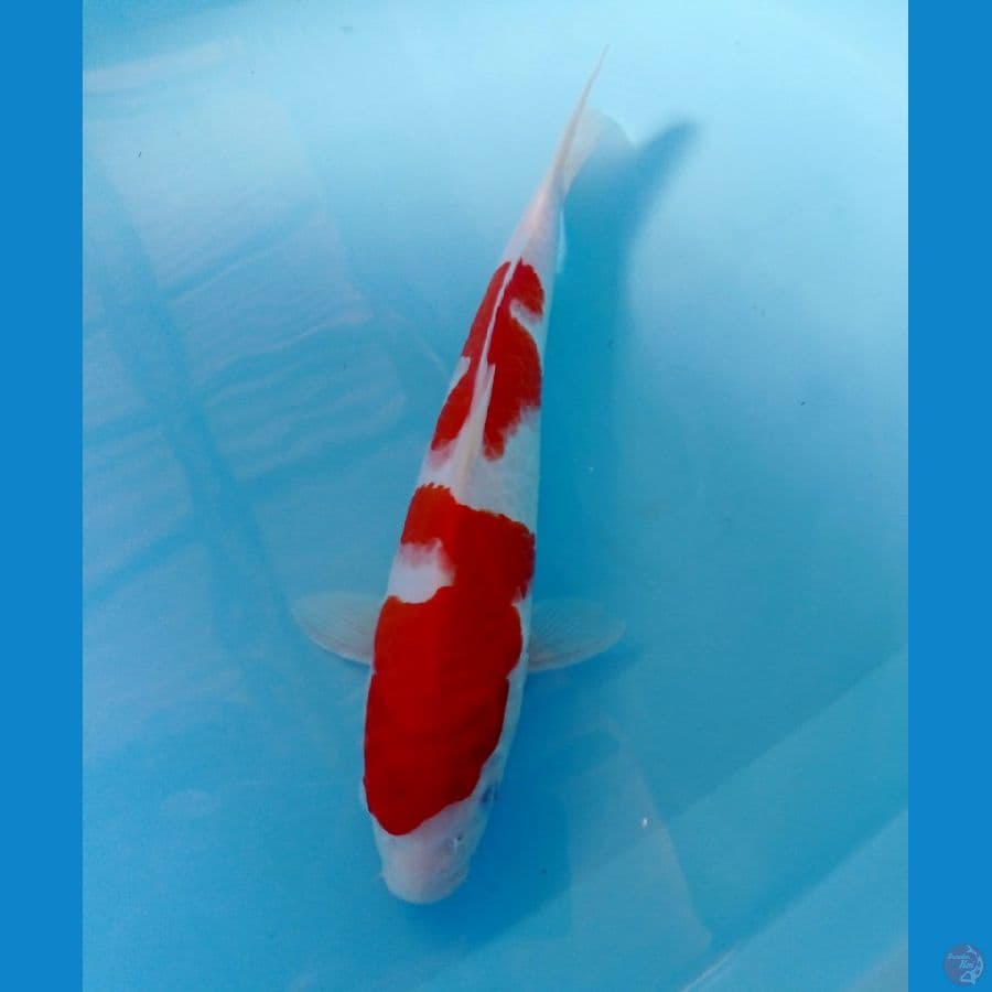 kohaku 30 cm