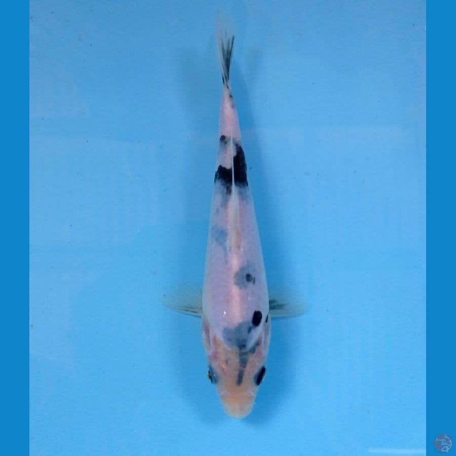 shiro tategoi 17 cm