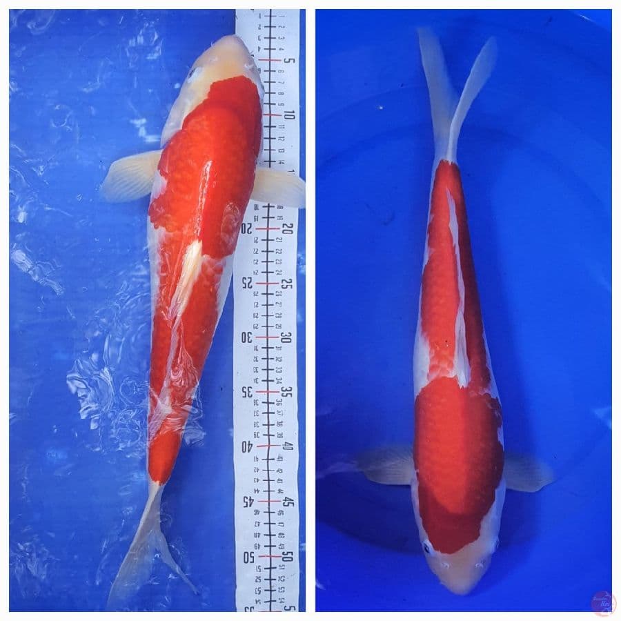 51cm Kohaku Supered