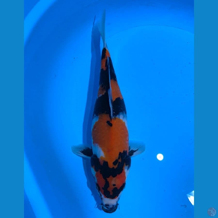 SHOWA HALUS 34CM FEMALE