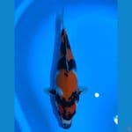 SHOWA HALUS 34CM FEMALE