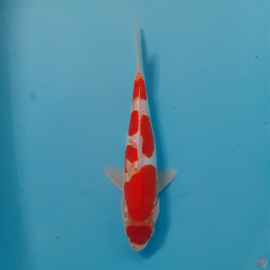 *KOHAKU// FM/ 26 CM*