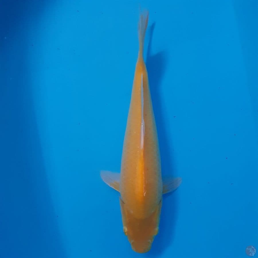*KARASHI//ML/34 CM*