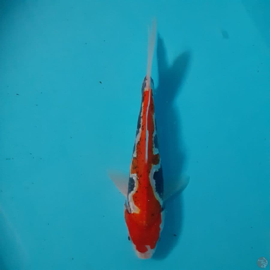 *KUMONRYU//21 CM*
