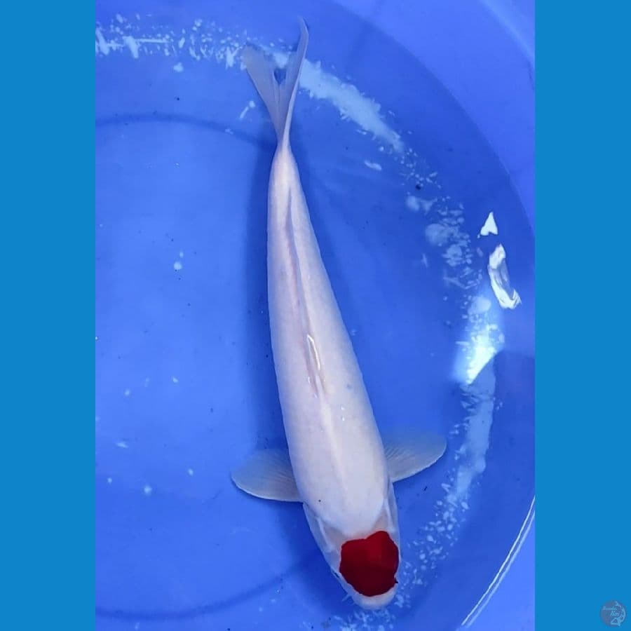 super male 40cm