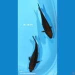 Chagoi / 26-29 cm