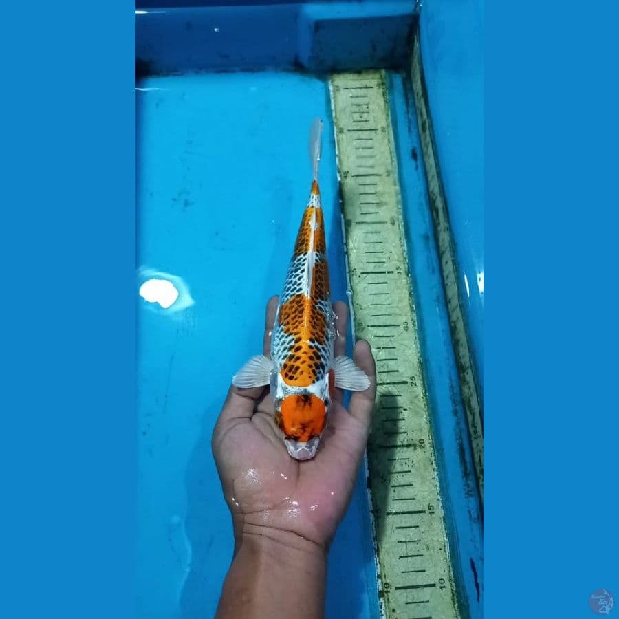 Kujaku 27cm