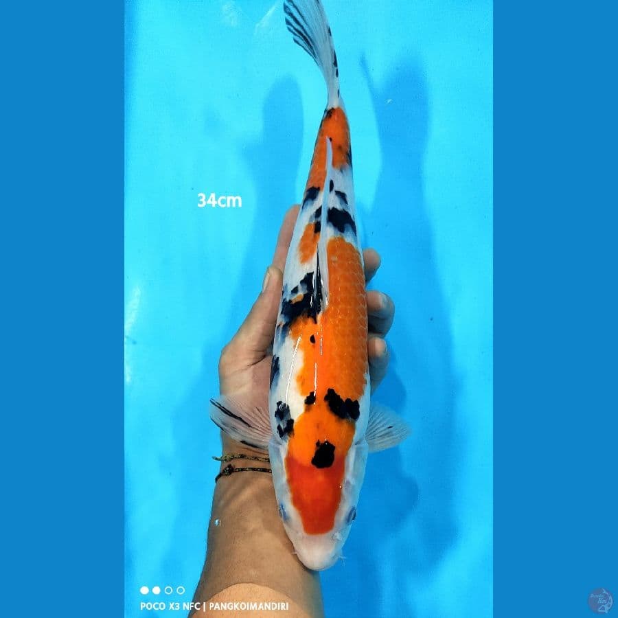 SANKE - 34CM