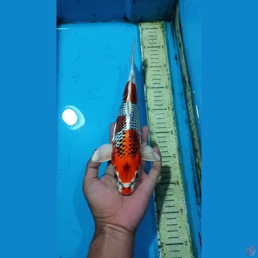 Kujaku 30cm