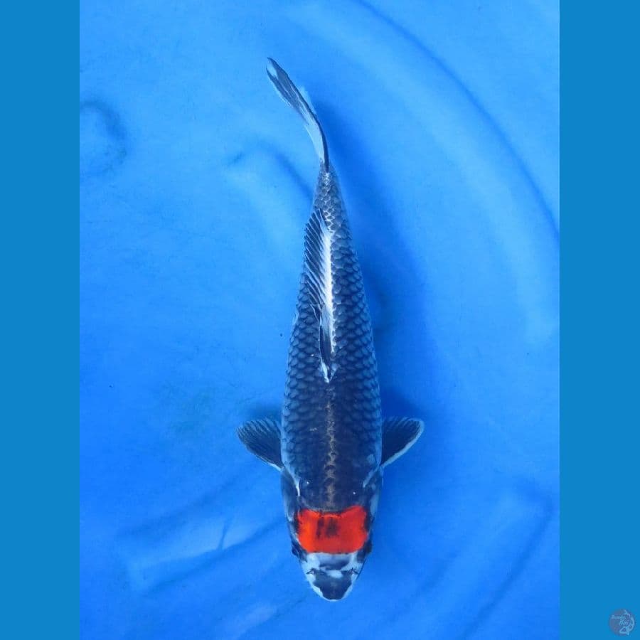 Tancho Antik Ori 