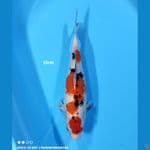 SANKE - 33CM
