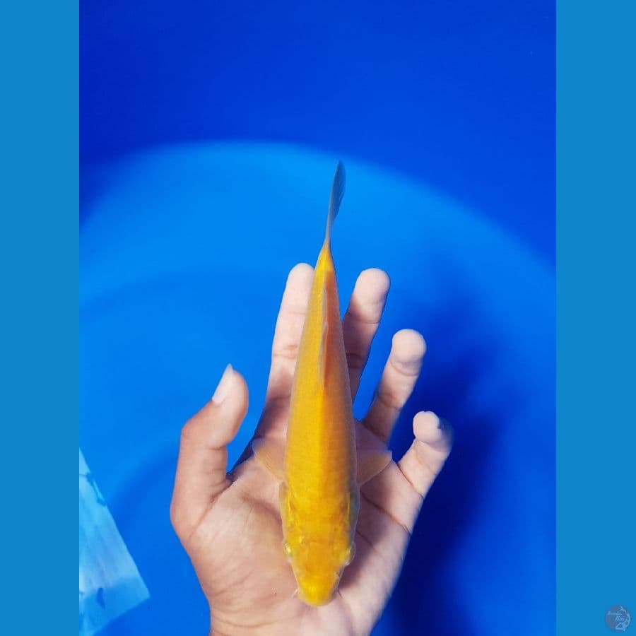 KARASHI 19CM CARAMEL.