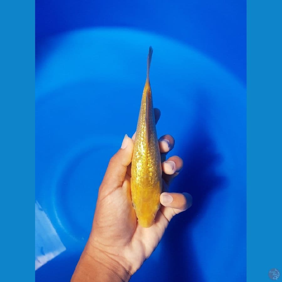 KARASHI 20CM FULL GINDRIN.