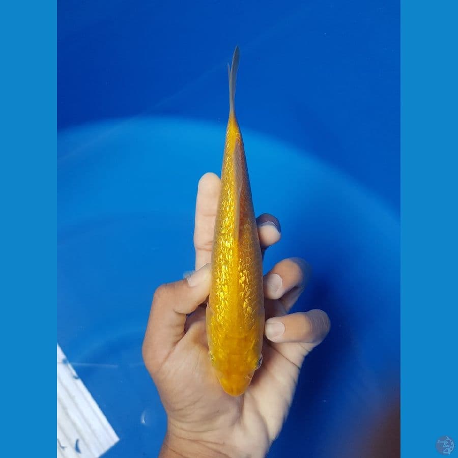 KARASHI 21CM FUL GINDRINN PADAT
