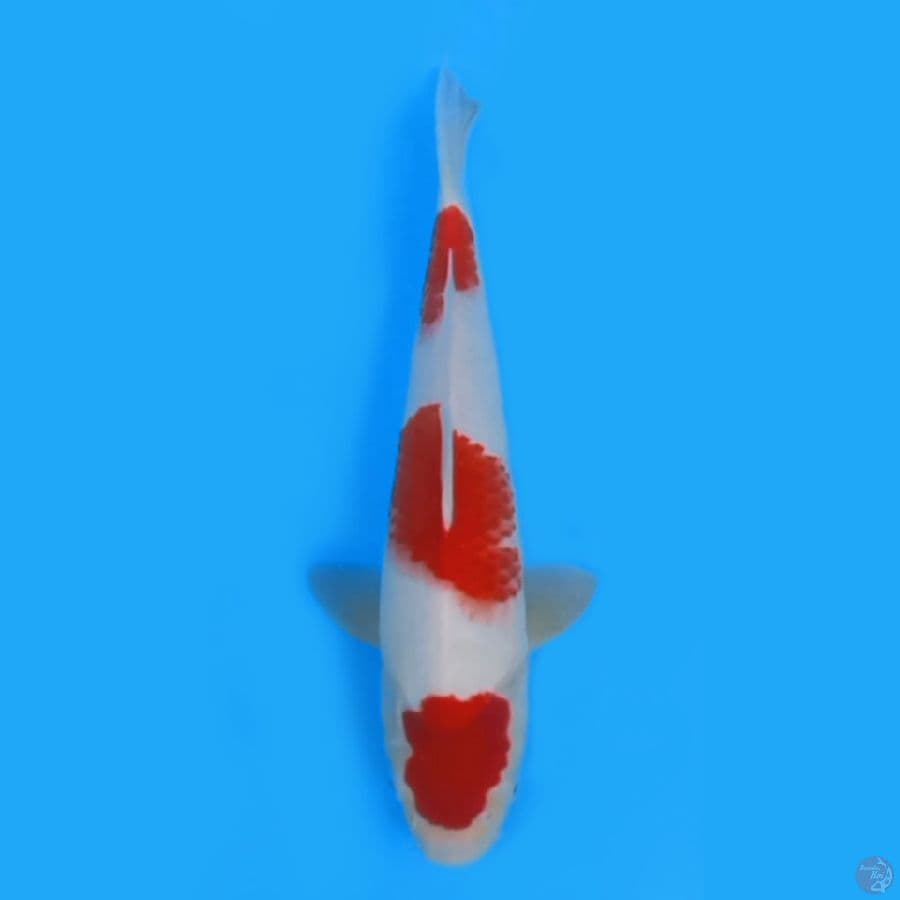 KOHAKU STEPP 30cm ~FEEMALE