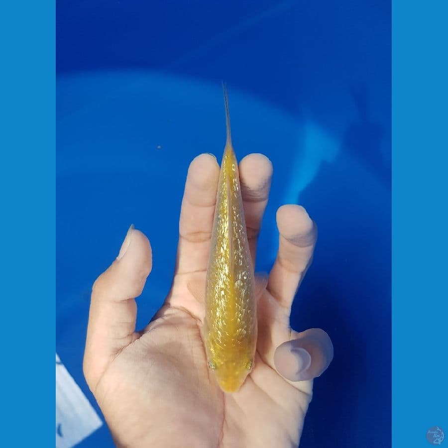 KARASHI 14CM FUL GINDRIN