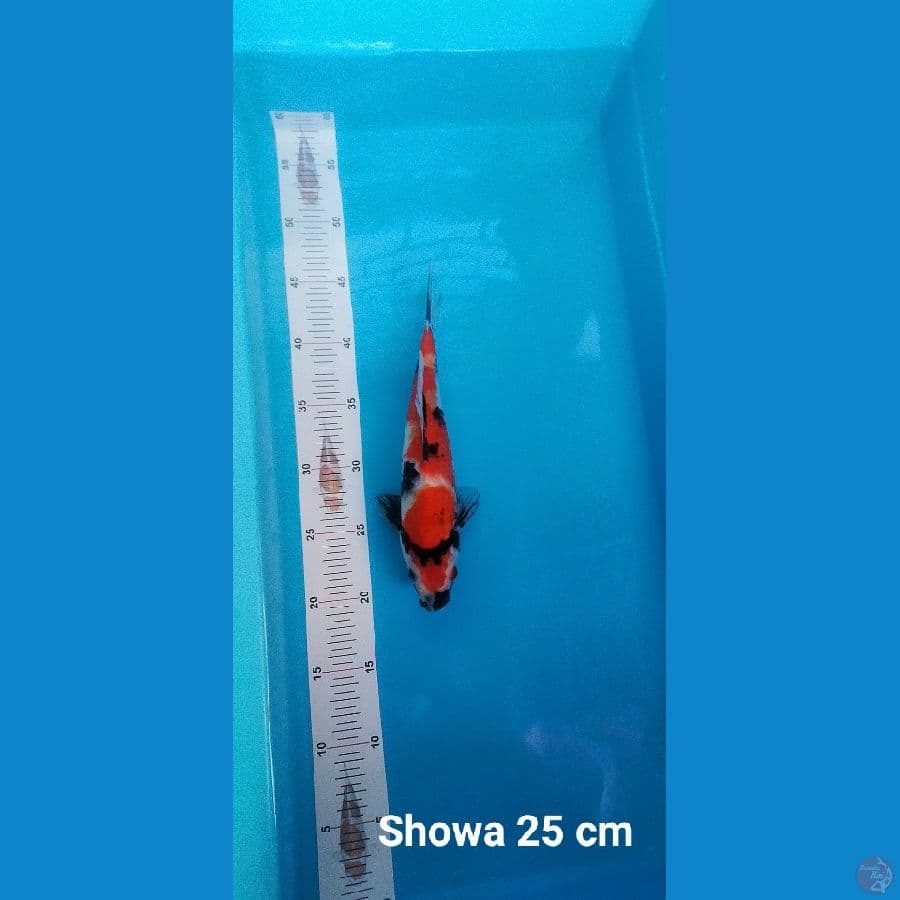 SHOWA