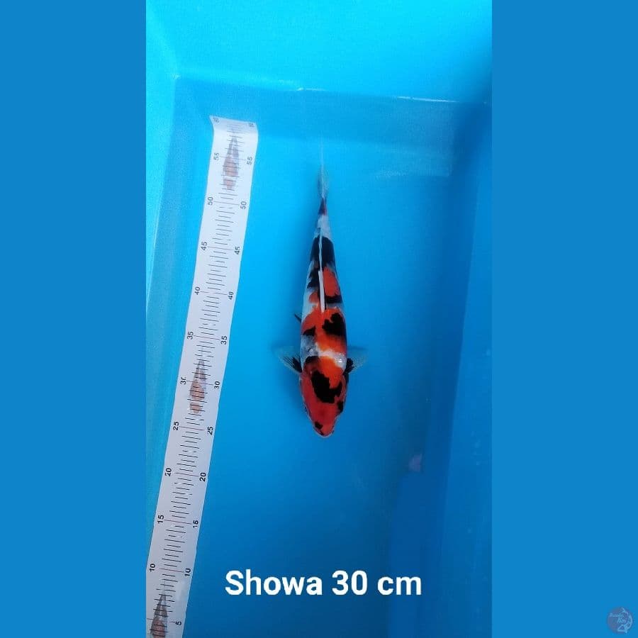 SHOWA