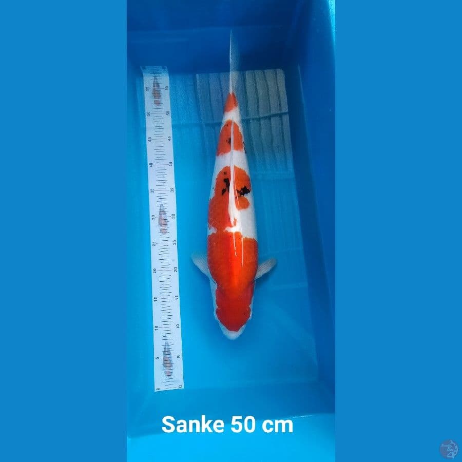 SANKE PUNUK JUMBO