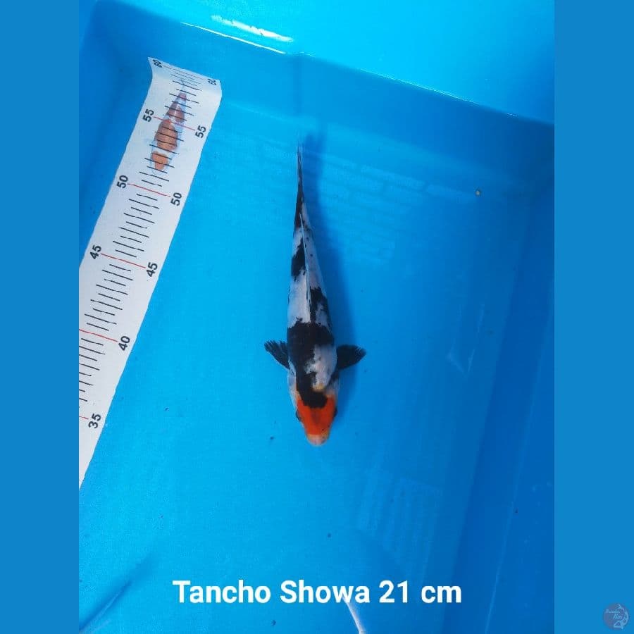 TANCHO SHOWA BAHAN KEEPING