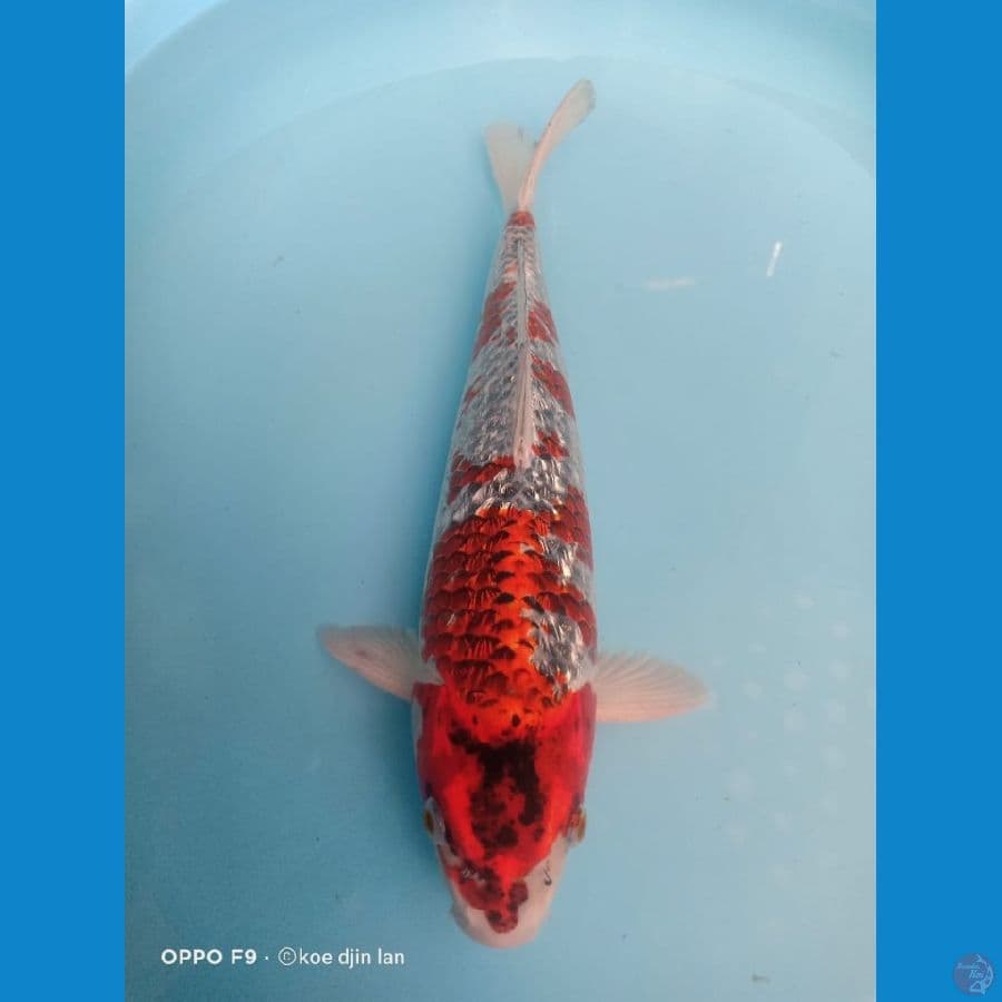 Goshiki Ginrin 40cm