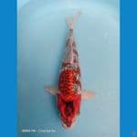 Goshiki Ginrin 40cm