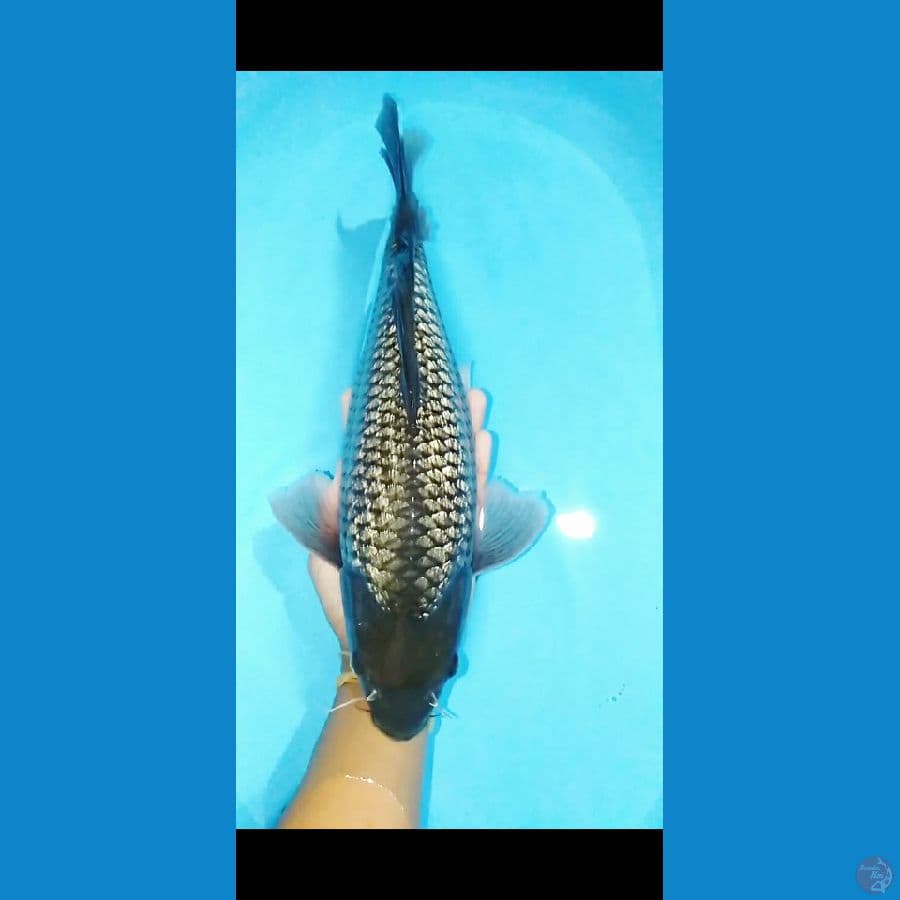 41cm (male)