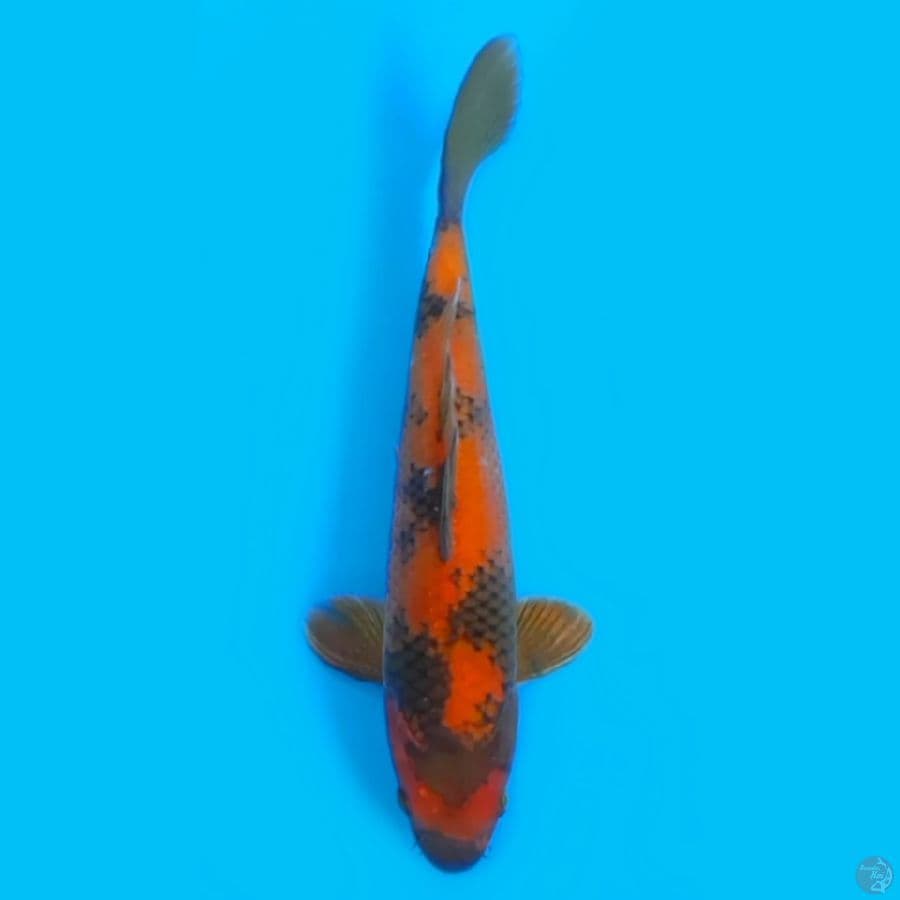KIN UTSURI 30cm FEEMALE