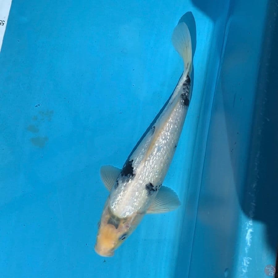 shiro ginrin Bahan keep 28cm Male