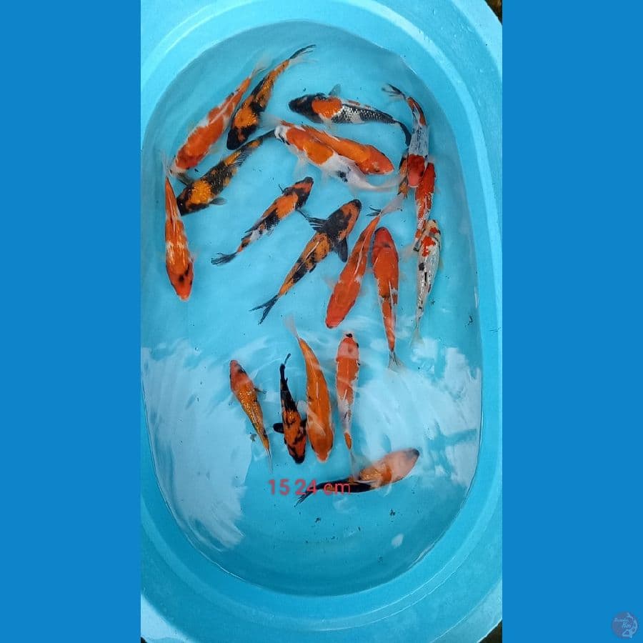 showa ginrin 20 ekor 15 20 cm