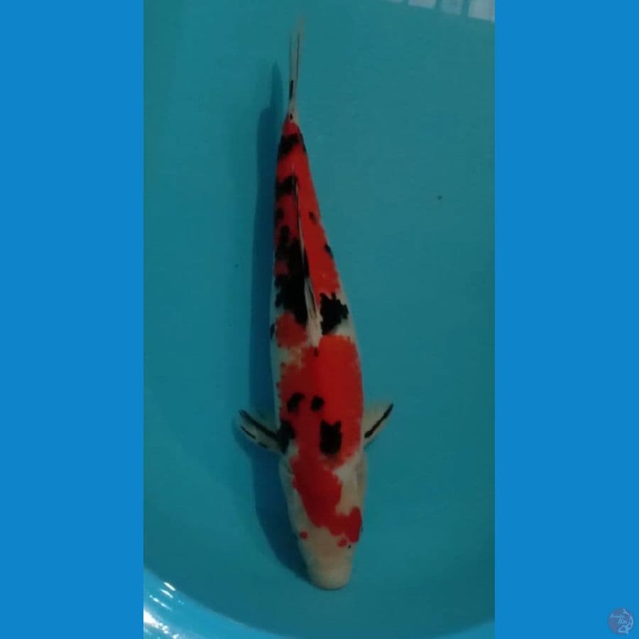 Sanke 40cm