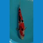 Sanke 40cm