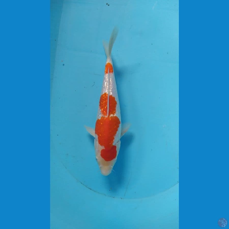 maruten kuhaku ginrin