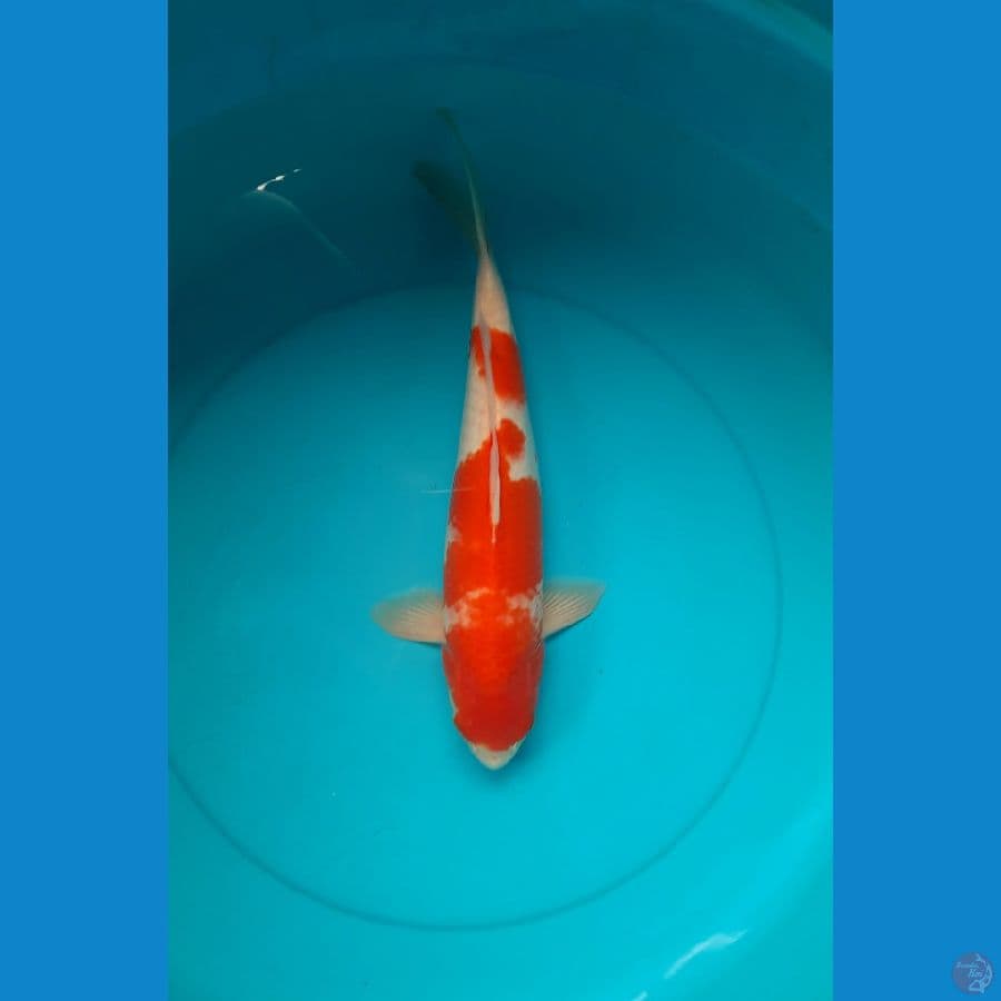 Kohaku 39cm Male