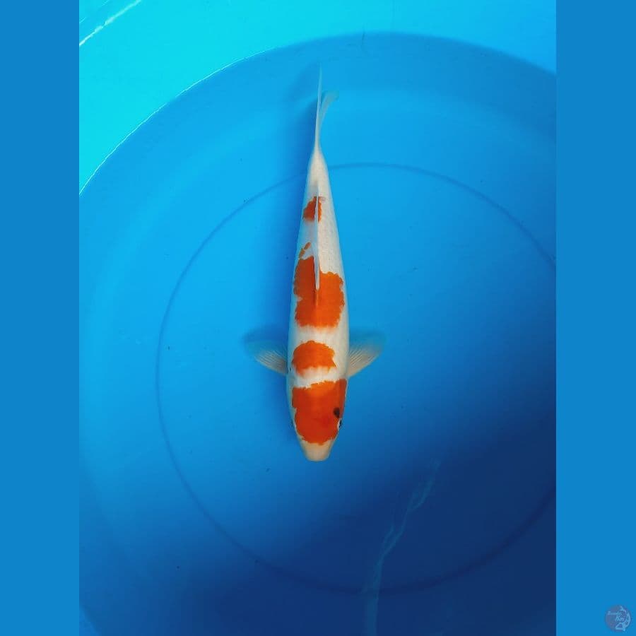 Sanke 37cm Female