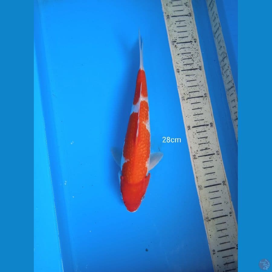kohaku ginrin 28cm