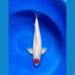 Tancho Kohaku Original 