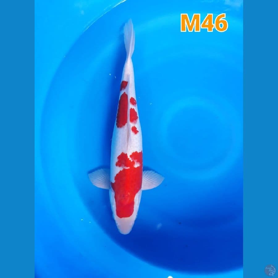 KOHAKU Jantan