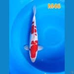 KOHAKU Jantan