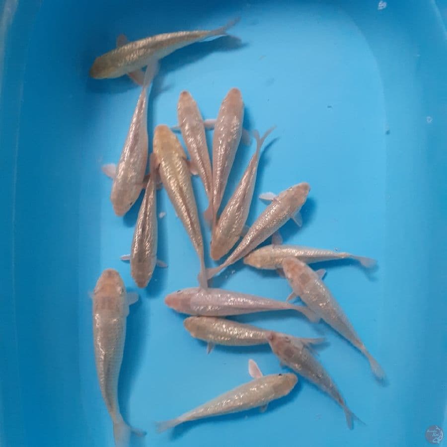 *SORAGOI//15 EKOR/ 13-18 CM*