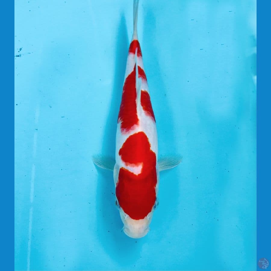 Sandan kohaku, 22 cm