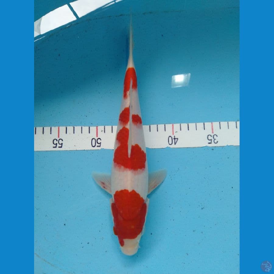 KOHAKU ORIGINAL RED STRONG