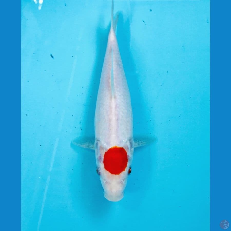 tancho kohaku, 22 cm