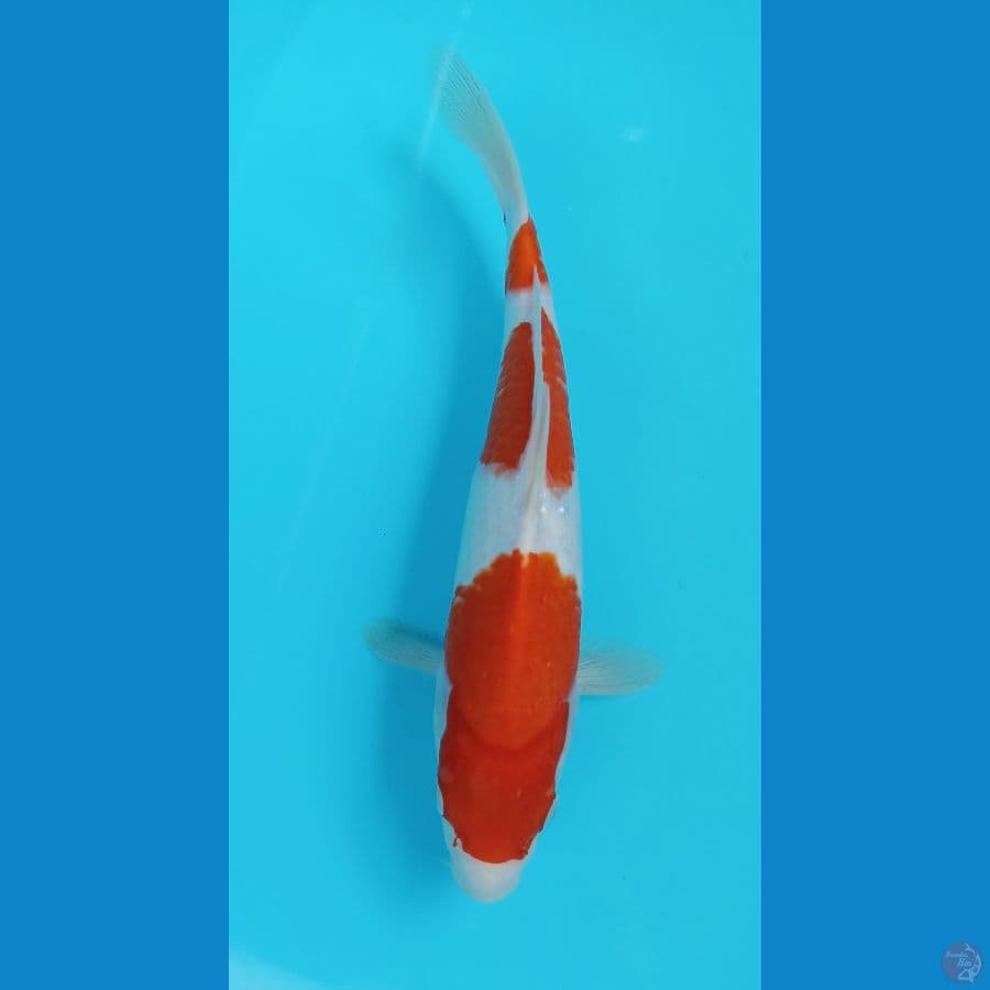 kohaku 29cm