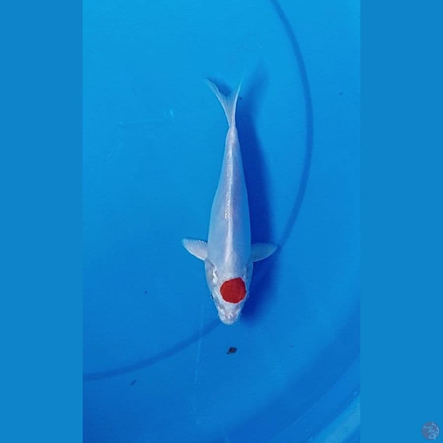 tancho kikusui 25cm