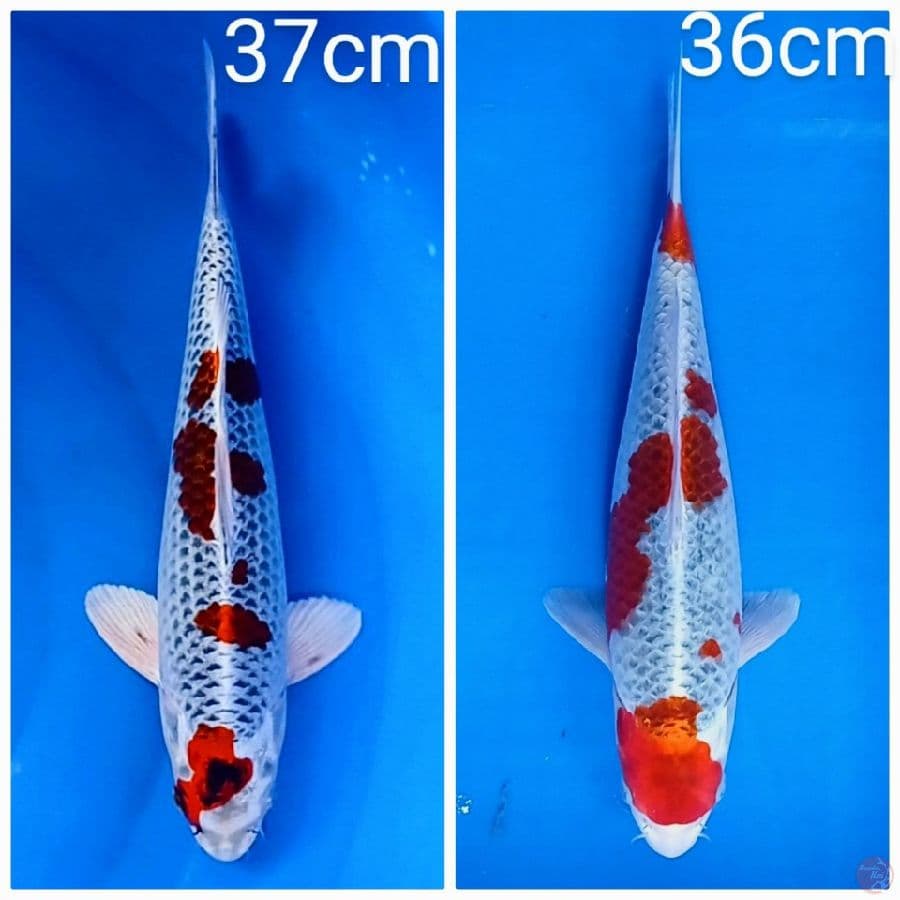 mik jumboan 36-37 cm
